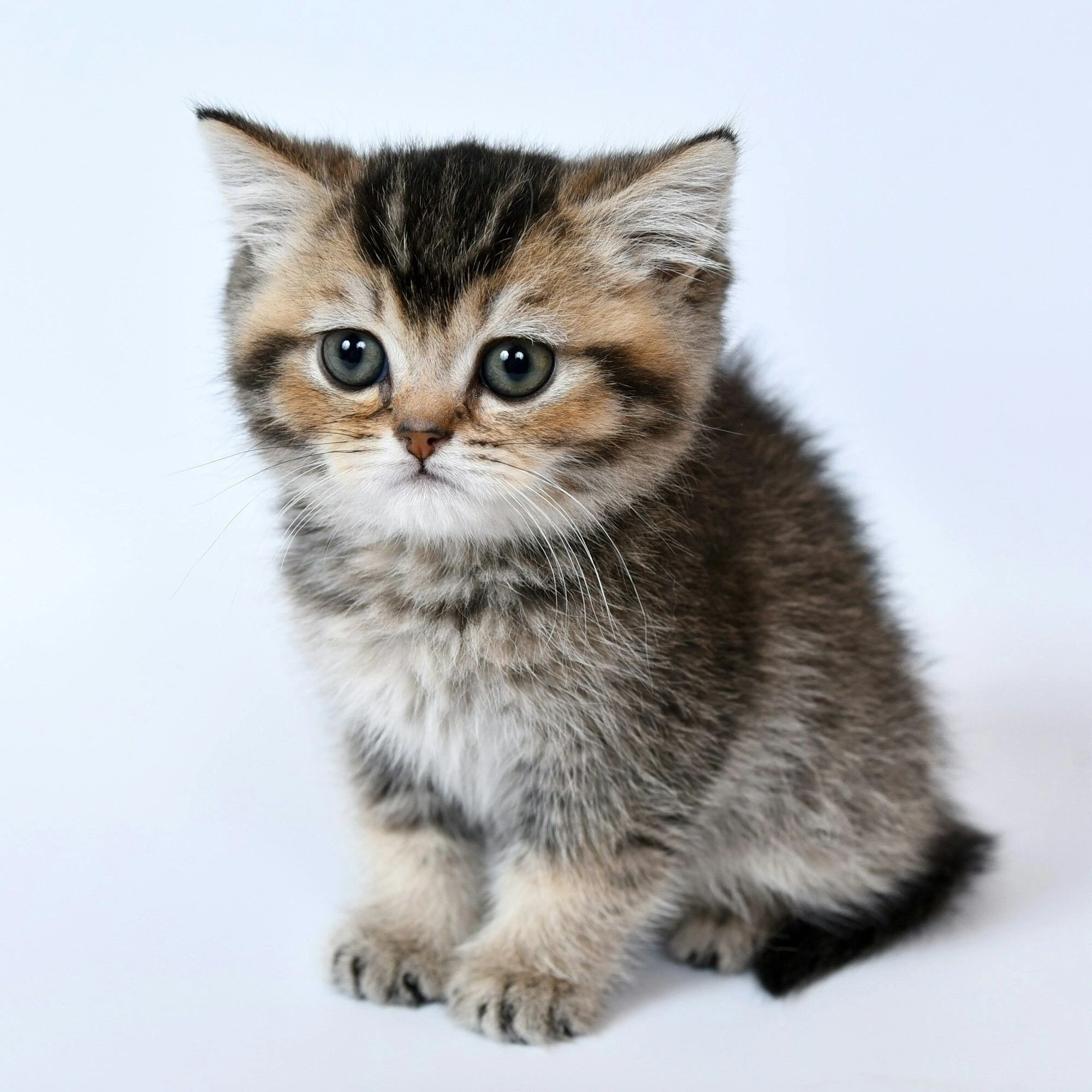 Paws Vet Care Center